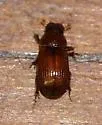Ataenius desertus - Ataenius desertus