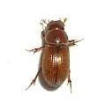 Ataenius desertus - photo 2