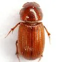 Ataenius desertus - photo 4