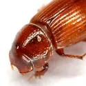 Ataenius desertus - photo 5