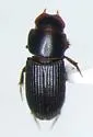 Ataenius exiguus - Ataenius exiguus