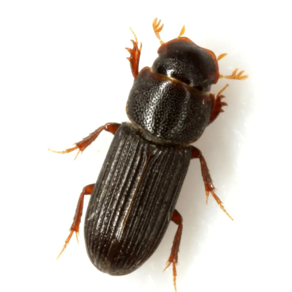 Ataenius gracilis - photo 2