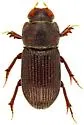 Ataenius hesperius - photo 2