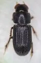 Ataenius hesperius - photo 4