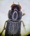 Ataenius hesperius - photo 5