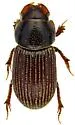 Ataenius hirsutus - photo 2