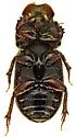 Ataenius hirsutus - photo 3