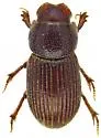 Ataenius hirsutus - photo 5