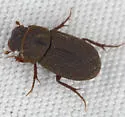 Ataenius imbricatus