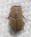Ataenius imbricatus - photo 2