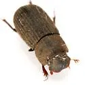 Ataenius imbricatus - photo 3