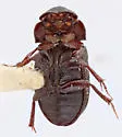 Ataenius imbricatus - photo 4