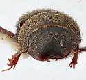 Ataenius imbricatus - photo 5