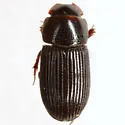 Ataenius inquisitus