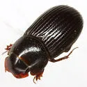 Ataenius inquisitus - photo 2
