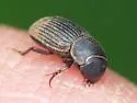 Ataenius miamii