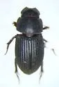 Ataenius miamii - photo 2