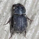 Ataenius miamii - photo 3