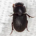 Ataenius miamii - photo 4