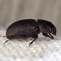 Ataenius miamii - photo 5