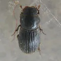 Ataenius ovatulus - photo 4
