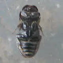 Ataenius ovatulus - photo 5