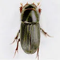 Ataenius picinus - photo 2