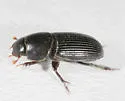 Ataenius picinus - photo 3