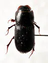 Ataenius picinus - photo 5
