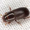 Ataenius platensis