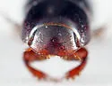 Ataenius platensis - photo 4
