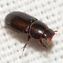 Ataenius platensis - photo 5