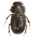 Ataenius robustus