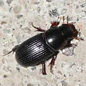 Black Turfgrass Ataenius