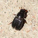 Black Turfgrass Ataenius - photo 2