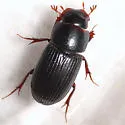 Black Turfgrass Ataenius - photo 3
