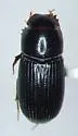 Black Turfgrass Ataenius - photo 4