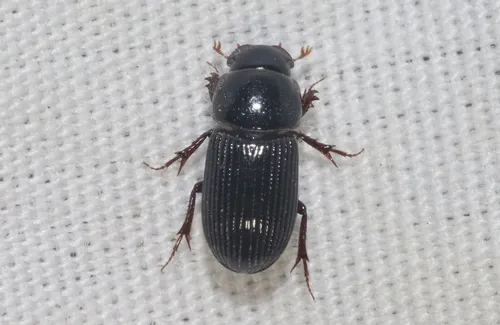 Ataenius stephani - Ataenius stephani