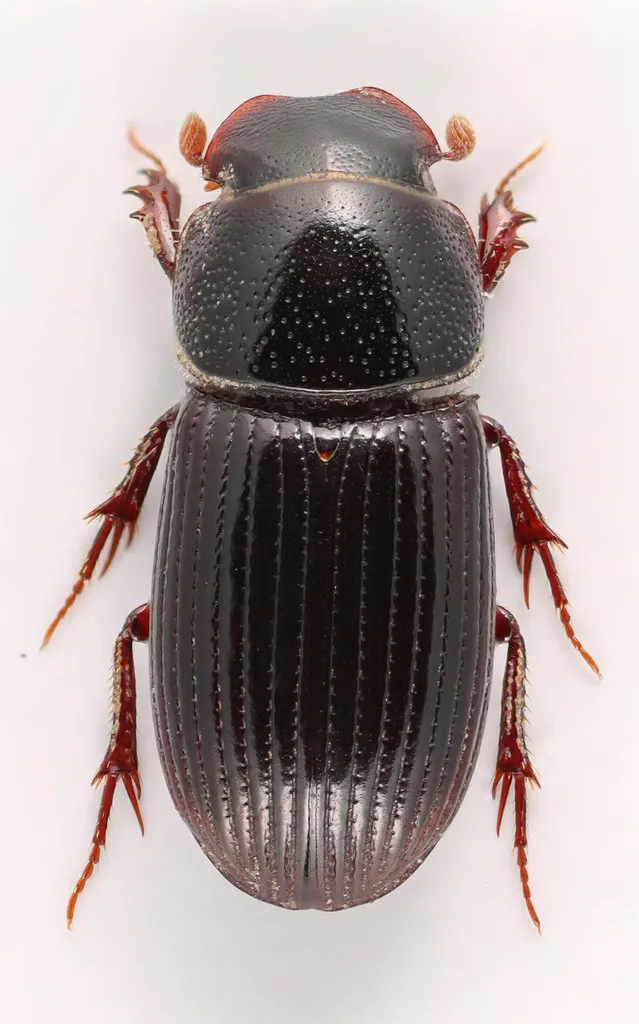 Ataenius strigatus - photo 2