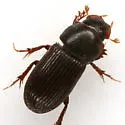Ataenius texanus