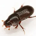 Ataenius texanus - photo 2