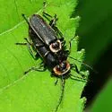 Atalantycha dentigera