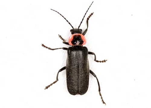 Neglected Soldier Beetle