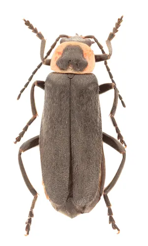 Neglected Soldier Beetle - photo 2