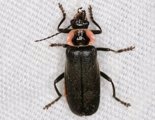 Neglected Soldier Beetle - photo 3