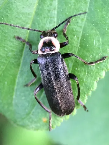 Neglected Soldier Beetle - photo 4