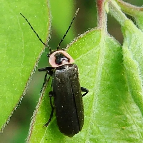 Neglected Soldier Beetle - photo 5