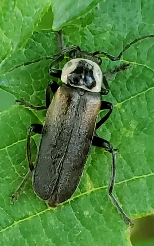 Neglected Soldier Beetle - photo 6