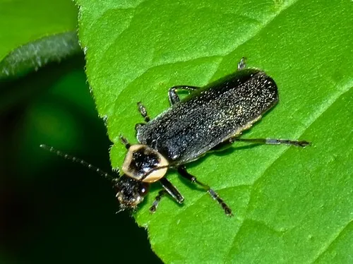 Neglected Soldier Beetle - photo 7