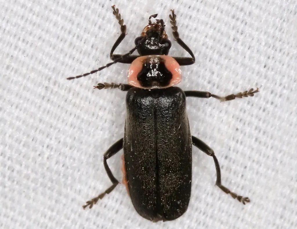 Neglected Soldier Beetle - photo 8